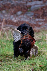 Cocker Spaniel Images by Neil Salisbury Betty Fold Gallery